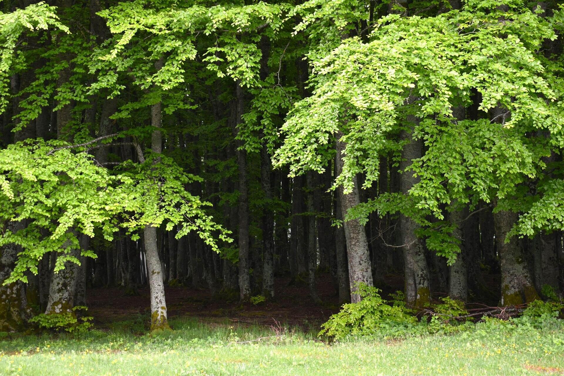 Bagno di Foresta