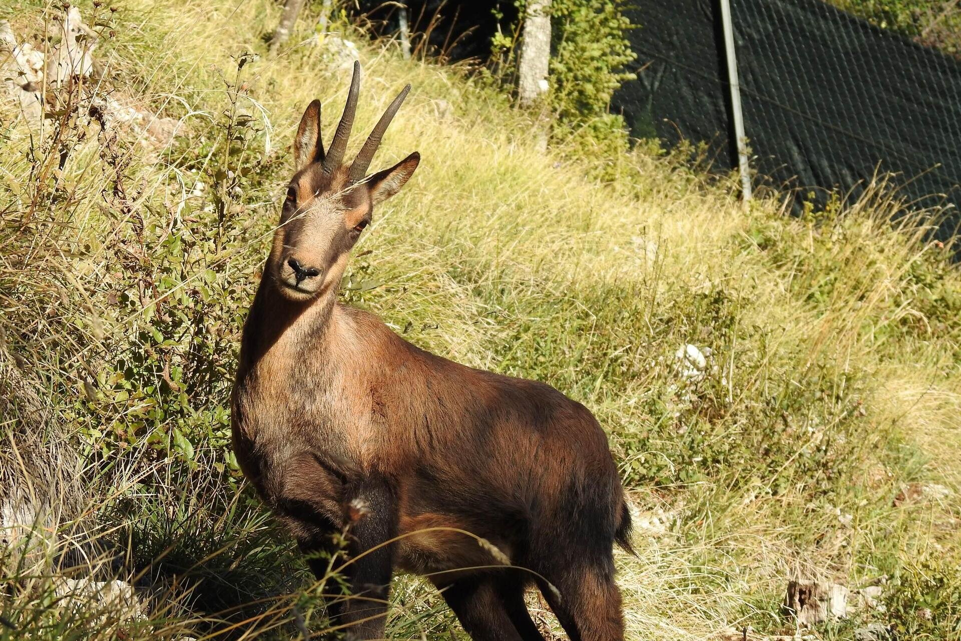 Viaggio alla scoperta del camoscio appenninico