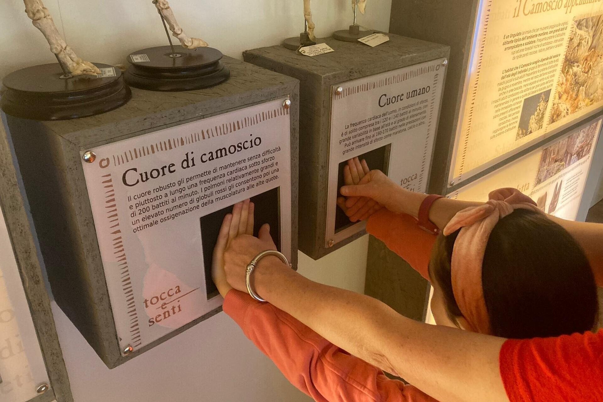 Visita guidata nel Museo del Camoscio Appenninico