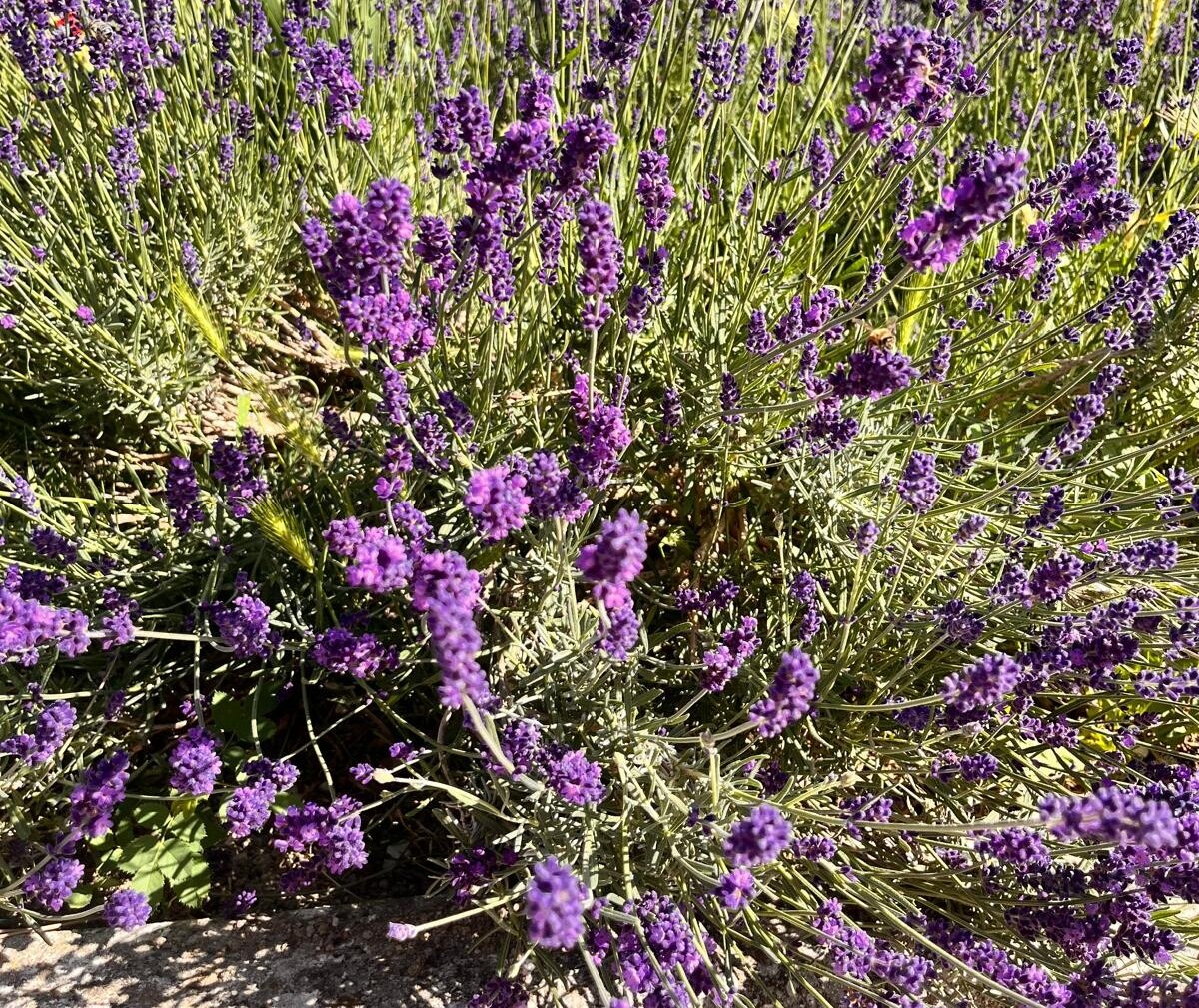 Erbe spontanee e piante officinali dei Sibillini