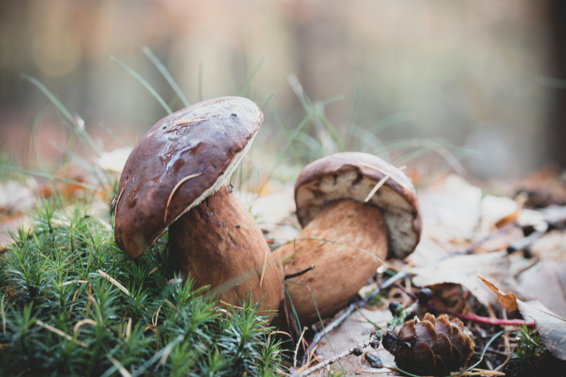 Funghi