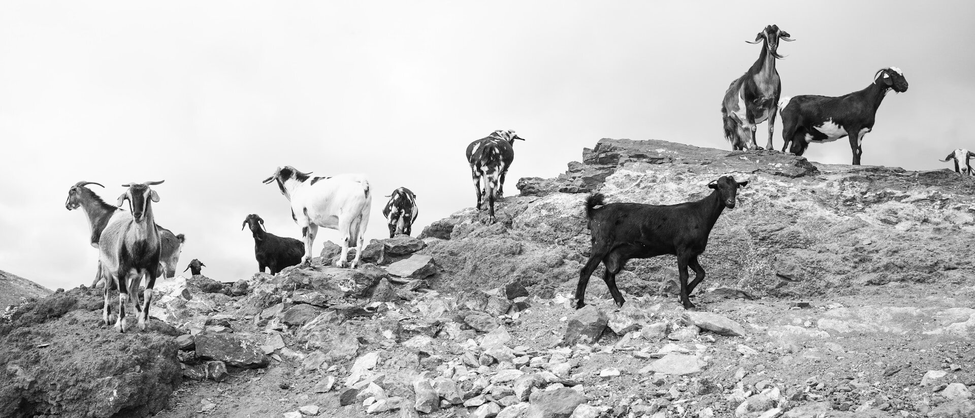 La civiltà pastorale e la transumanza