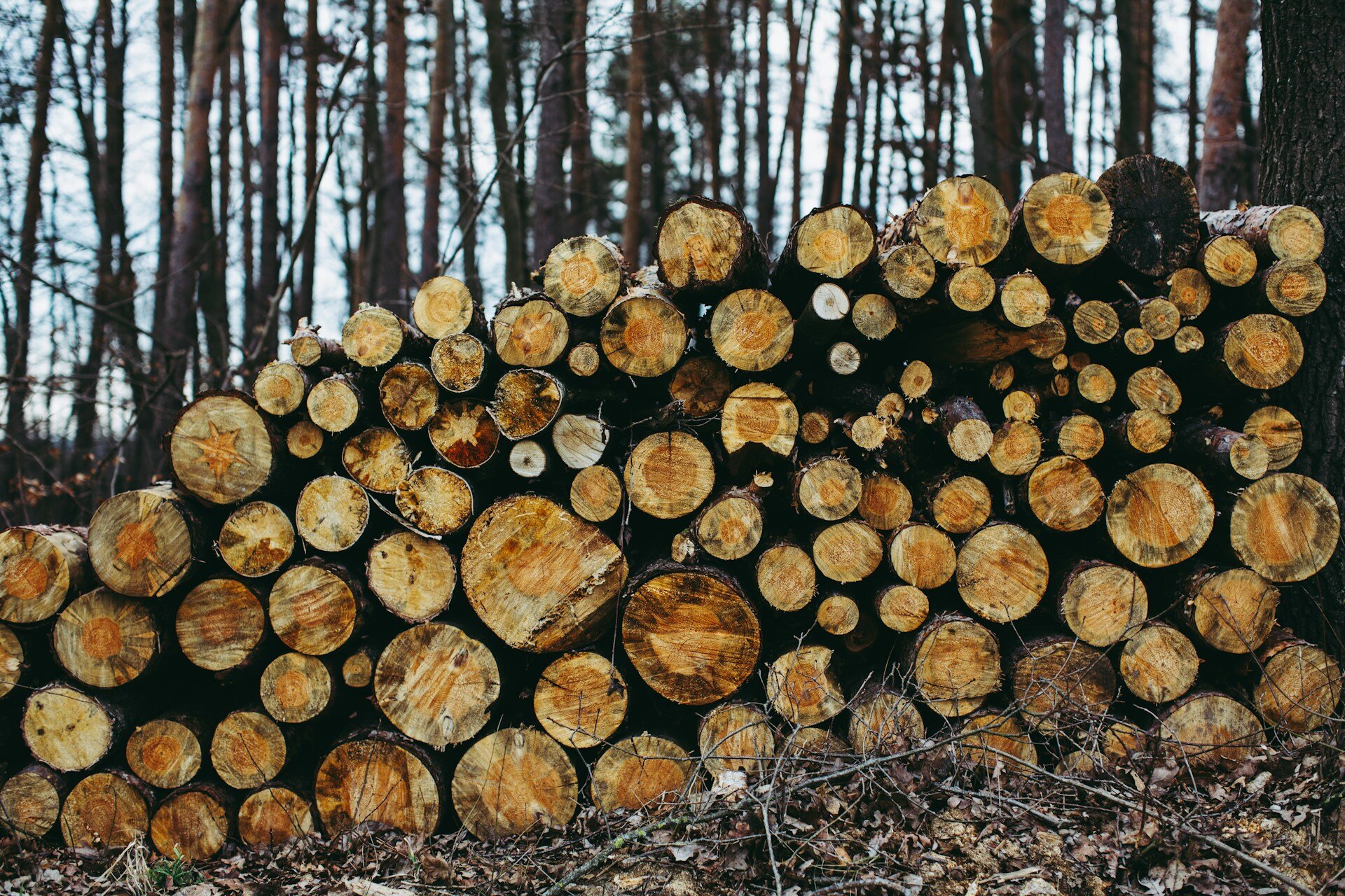 I mestieri del bosco