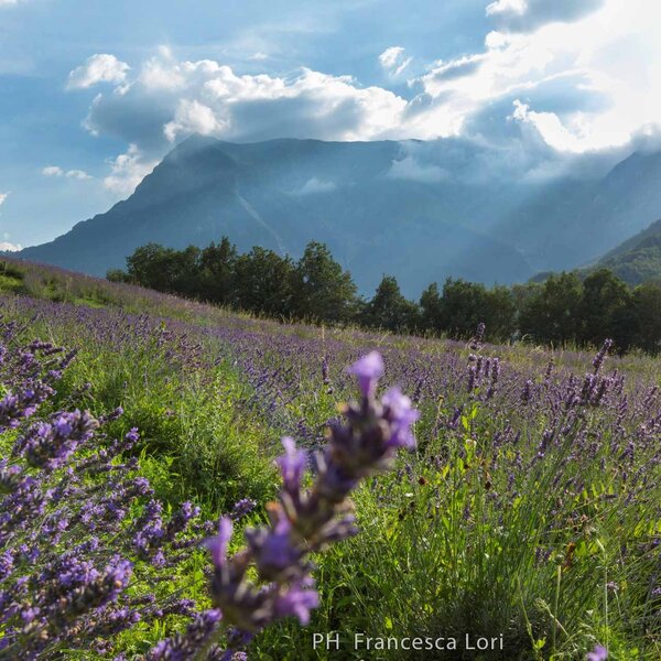 17 Lavanda Con Vettore Sullo Sfondo